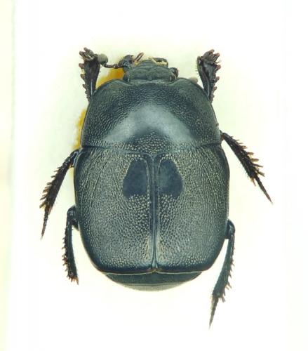 Hypocaccus pelleti